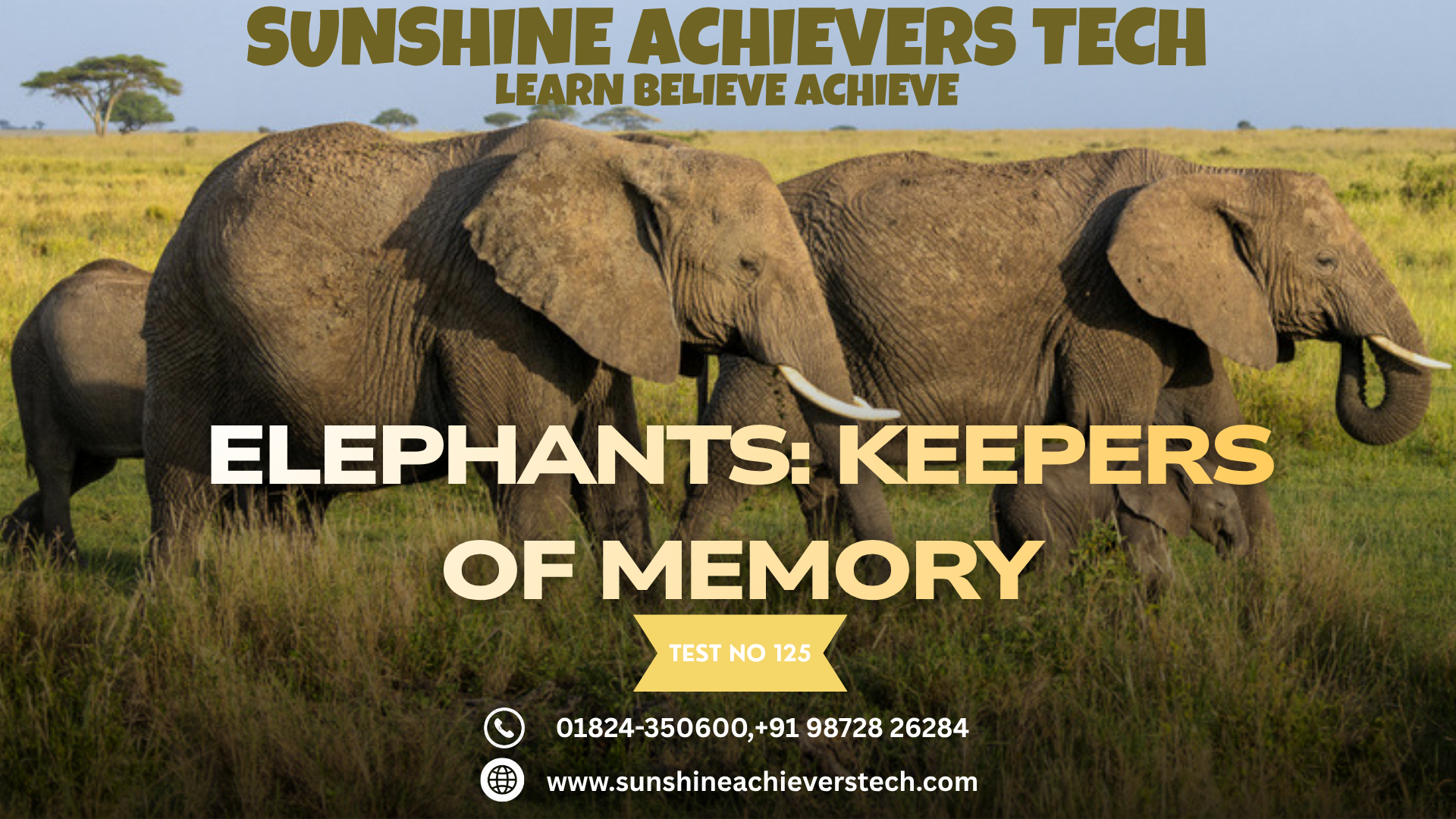 African elephants led by a matriarch communicating and travelling together across the savannah, demonstrating intelligence and social bonds.